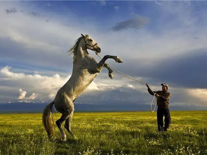 新疆土特產-伊犁